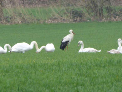 Storch